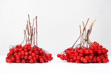 Bunches of viburnum berries on a white background isolate.