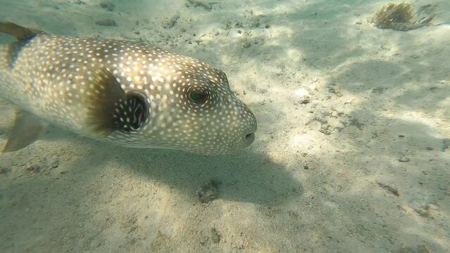 the globe fish is not afraid of tourists in bora bora, polynesia
