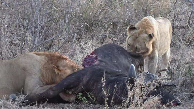 Two lions feed on the meat of a freshly killed Cape buffalo. Close up.