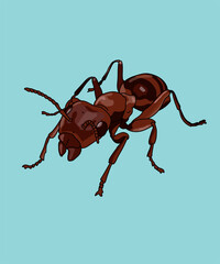 Ant Insect Ants Front View