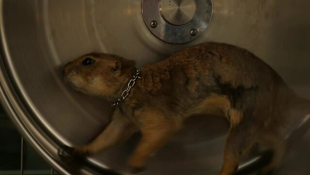 prairie dog marmots locked in a cage in thailand on racing wheels 