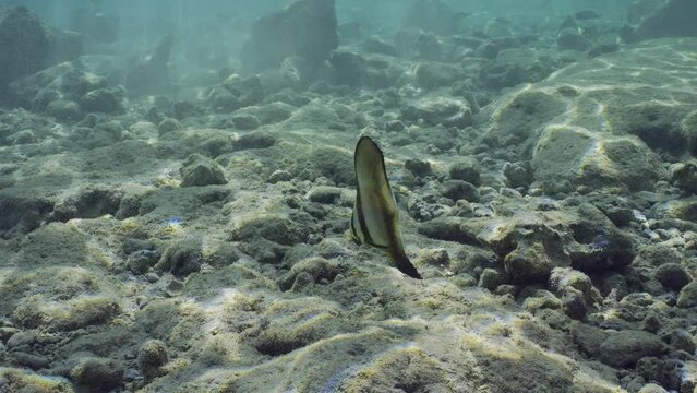 Juvenile Bat fish swims over seabed in bright sunshine, slow motion. Baby Batfish (Platax orbicularis) swimming over rocky bottom on bright sunny day in sunbeams