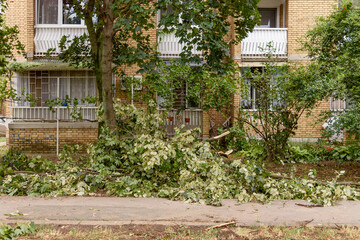 Broken trees after a strong storm went through