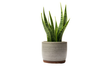 Serpent's Greenery: Embracing the Beauty of Snake Plant isolated on transparent background