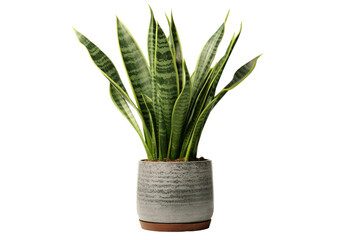 Nature's Guardian: The Resilience of the Snake Plant isolated on transparent background