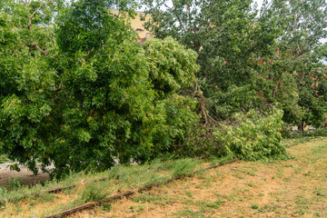Broken trees after a strong storm went through
