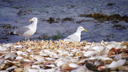 seagulls on the beach