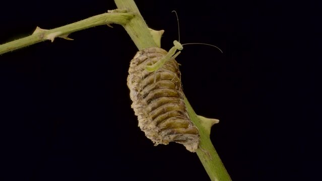 Newborn baby praying mantis sits on Ootheca (Oviparity) on black background. Transcaucasian Tree Mantis (Hierodula transcaucasica). Closeup of nymph form of mantis insect