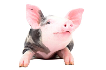Portrait of a funny pig lying isolated on a white background