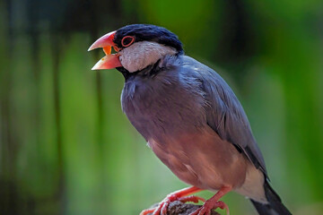 Java sparrow perching on the branch