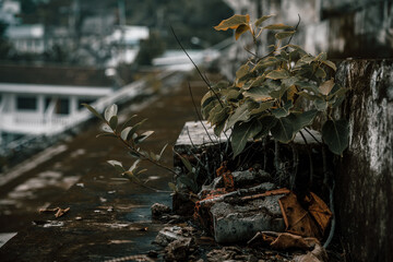 An old and shabby abandoned stadium. Plants grow in the stands. Gray cloudy day.	