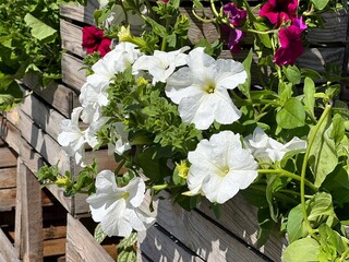 Petunia flowers white and pink blossom.