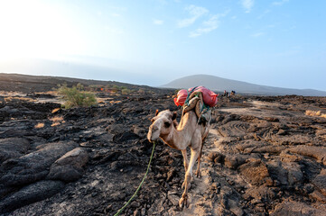 Camel, Erta Ale Volcano