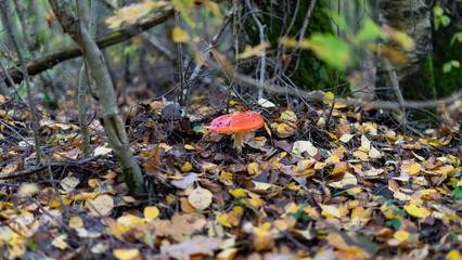 A small mushroom with a red cap