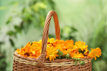 Beautiful fresh calendula flowers in wicker basket against blurred green background, closeup
