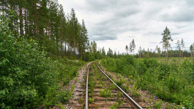 Old railway tracks with curve in pine tree forest