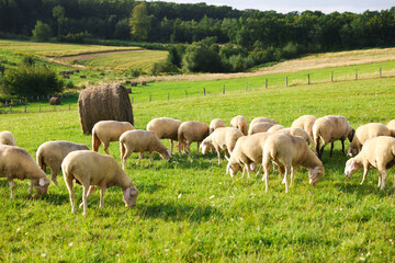 Obraz premium Many beautiful sheep grazing on pasture. Farm animals