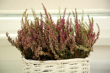 Beautiful heather flowers in wicker basket against light background, closeup