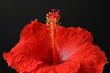 Beautiful red hibiscus flower on black background, closeup