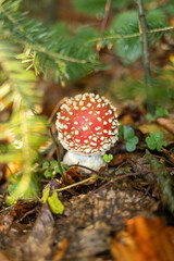 fly agaric mushroom among leaves and needles