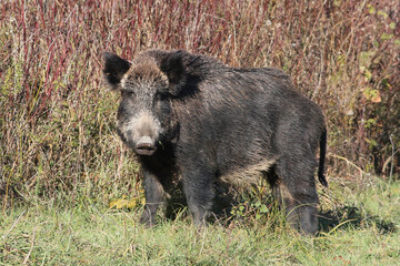 Portrait of a dangerous wild boar