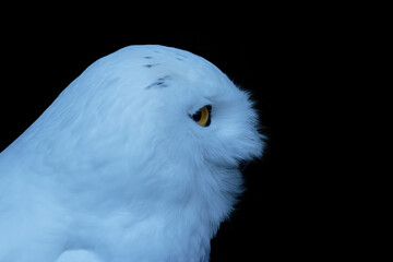 Schneeeule Nyctea scandiaca