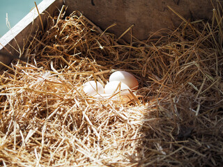 White duck or chicken eggs in rice straw nests The afternoon sun shines. - obrazy, fototapety, plakaty