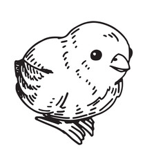 Cute chick outline clipart. Spring time doodle. Vector illustration in engraving style isolated on white.