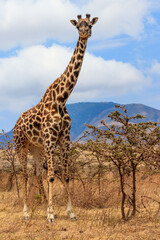 Giraffe in savanna in Serengeti national park in Tanzania. Wild nature of Tanzania, East Africa