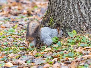 Squirrel in autumn hides nuts on the green grass with fallen yellow leaves