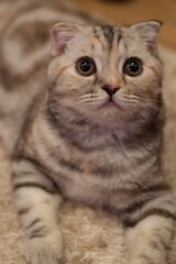 Grey paddle-eared domestic cat home