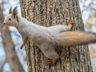 Squirrel sits on a branch in Autumn park