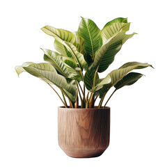 Brown Pot with ZZ Plant Isolated on Transparent or White Background, PNG