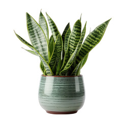 Green Pot with Snake Plant Isolated on Transparent or White Background, PNG
