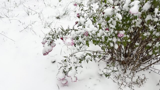 Bush of chrysanthemums with pink flowers covered with snow