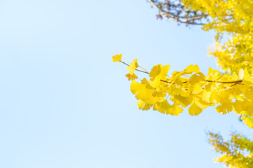 Beautiful yellow ginkgo, gingko biloba tree forest in autumn season.