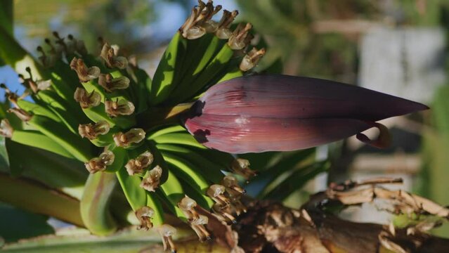Small bananas growing on flowering banana plant, vertical parallax, Isle of Pines.