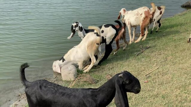 Goats drinking water on watering place on Indus river in pakistan. Cattle drinking a water in the river. A flock of goats came on the water in to the shore of the river on a winter morning. 4K Footage