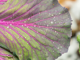 Close up of endless field with green leaves and purple veins of red cabbage plants with water drops after rain.