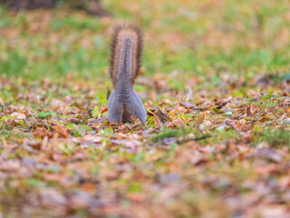 A rear view of a squirrel in grey winter coat against the fallen leaves background. The magnificent...