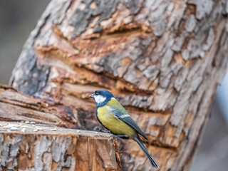 Cute bird Great tit, songbird sitting on the branch with blurred background