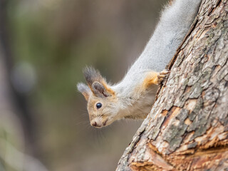Naklejka premium Squirrel sitting upside down on a tree trunk. The squirrel hangs upside down on a tree against colorful blurred background. Close-up.