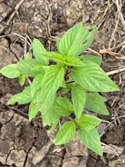 sweet basil plant in the garden