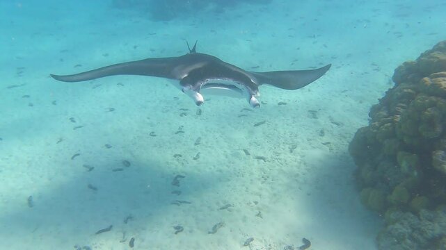 Manta ray circling around coral reefs in Bora Bora in Tahiti