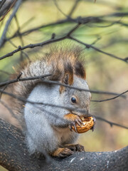 The squirrel with nut sits on tree in the autumn. Eurasian red squirrel, Sciurus vulgaris.
