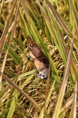 Obraz premium bird in the paddy