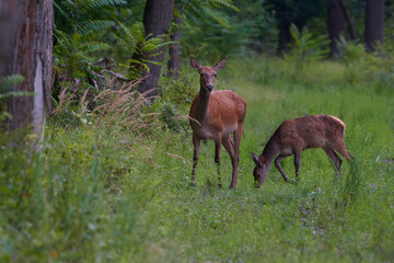Amazing hind ,,Cervus elaphus,, on danubian forest, Slovakia