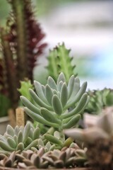 succulent in pot