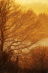 Großer Baum mit Schnee im Winter bei Gegenlicht