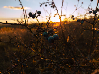 Wild bushes with blue berries in late autumn. Close-up of ripe berries at sunset.